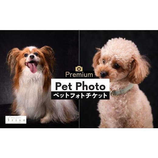 ふるさと納税 体験チケット 埼玉県 狭山市 ペット撮影 プレミアムフォト撮影チケット | ペット撮影 ペット ペットフォト ペット写真 記念写真 チケット 犬 猫 …