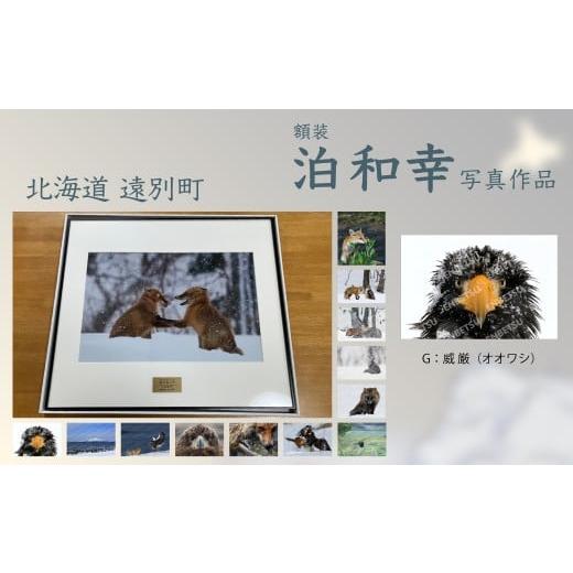 ふるさと納税 雑貨・日用品 絵画 北海道 遠別町 額装 写真作品 G:威厳(オオワシ) 全紙サイズ67cm×57cm 泊和幸 野鳥 自然 動物 鳥 写真 北海道 遠別町 G:…