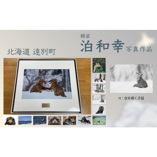 ふるさと納税 雑貨・日用品 絵画 北海道 遠別町 額装 写真作品 H:空を覗く子狐 野鳥 自然 動物 鳥 写真 北海道 遠別町 泊和幸