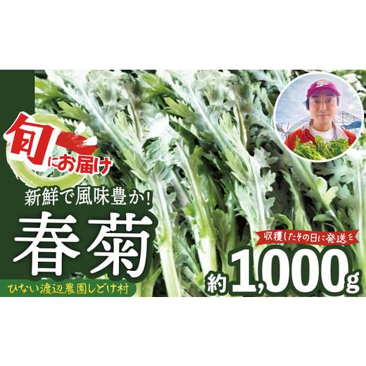 ふるさと納税 野菜類 秋田県 大館市 春菊 新鮮で風味豊か 約1,000g / 東北 秋田 大館 野菜 新鮮 農産物 農家 農家直送 春菊