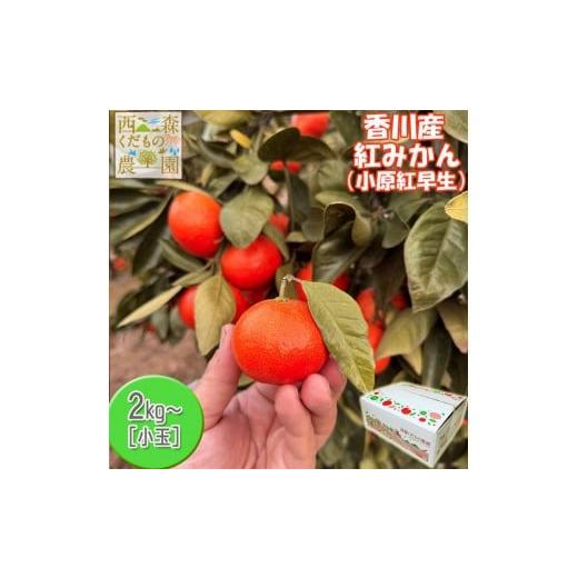 ふるさと納税 果物類 みかん 香川県 高松市 『2025年冬先行受付』香川オリジナル品種「紅みかん(小原紅早生)」小玉4kg