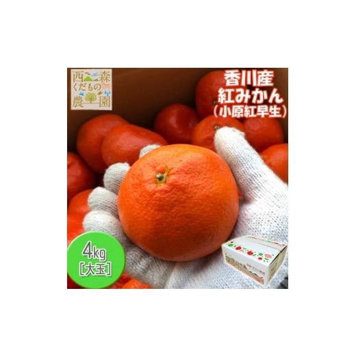 ふるさと納税 果物類 みかん 香川県 高松市 『2025年冬先行受付』香川オリジナル品種「紅みかん(小原紅早生)」大玉4kg