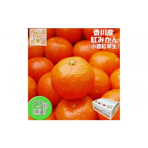 ふるさと納税 果物類 みかん 香川県 高松市 『2025年冬先行受付』香川オリジナル品種「紅みかん(小原紅早生)」2.5kg のしシール付き