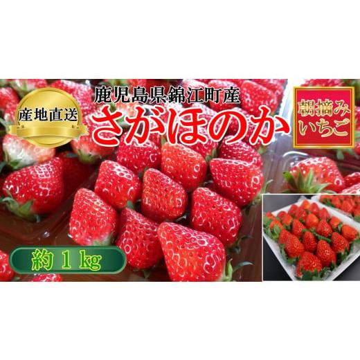 ふるさと納税 いちご 鹿児島県 錦江町 No.1400-2 横原さんちのいちご 『 さがほのか 』 約1kg