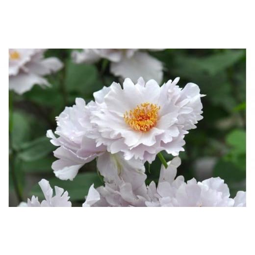 ふるさと納税 雑貨・日用品 花 岐阜県 大野町 先行受付 バラ鉢苗 クチュールローズ・チリア 2026年4月下旬より発送 河本バラ園