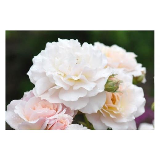 ふるさと納税 雑貨・日用品 花 岐阜県 大野町 先行受付 バラ鉢苗 シュシュ 2026年4月下旬より発送 河本バラ園