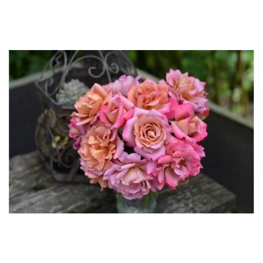 ふるさと納税 雑貨・日用品 花 岐阜県 大野町 先行受付 バラ鉢苗 ドレープ 2026年4月下旬より発送 河本バラ園