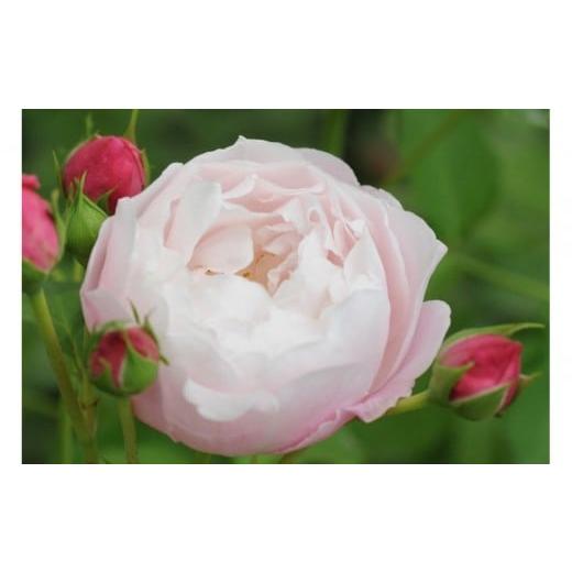 ふるさと納税 雑貨・日用品 花 岐阜県 大野町 先行受付 バラ鉢苗 プリュム 2026年4月下旬より発送 河本バラ園