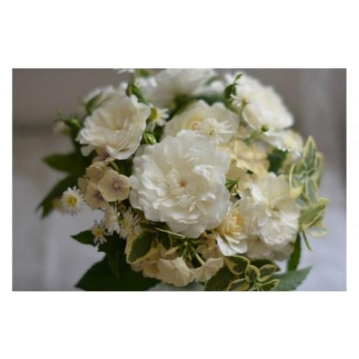 ふるさと納税 雑貨・日用品 花 岐阜県 大野町 先行受付 バラ鉢苗 エトワール・ブラン 2026年4月下旬より発送 河本バラ園