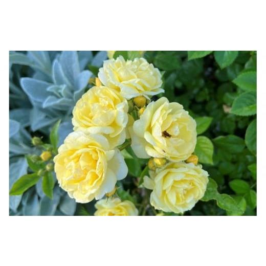 ふるさと納税 雑貨・日用品 花 岐阜県 大野町 先行受付 バラ鉢苗 プチ・ジョワ 2026年4月下旬より発送 河本バラ園