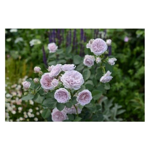 ふるさと納税 雑貨・日用品 花 岐阜県 大野町 先行受付 バラ鉢苗 ル・ソワール 2026年4月下旬より発送 河本バラ園