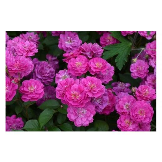 ふるさと納税 雑貨・日用品 花 岐阜県 大野町 先行受付 バラ鉢苗 ヴィル・ナタ—ル 2026年4月下旬より発送 河本バラ園