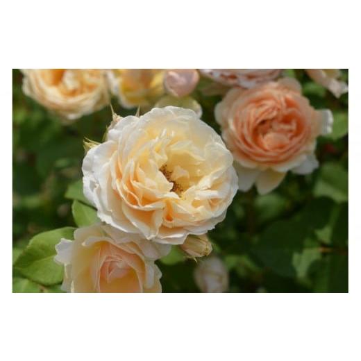 ふるさと納税 雑貨・日用品 花 岐阜県 大野町 先行受付 バラ鉢苗 アンナ・フェンディ 2026年4月下旬より発送 河本バラ園