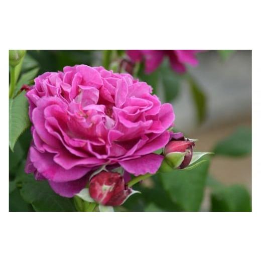 ふるさと納税 雑貨・日用品 花 岐阜県 大野町 先行受付 バラ鉢苗 セント・オブ・ウーマン 2026年4月下旬より発送 河本バラ園