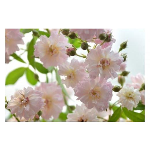 ふるさと納税 雑貨・日用品 花 岐阜県 大野町 先行受付 バラ鉢苗 ブリーズ・パルファン 2026年4月下旬より発送 河本バラ園