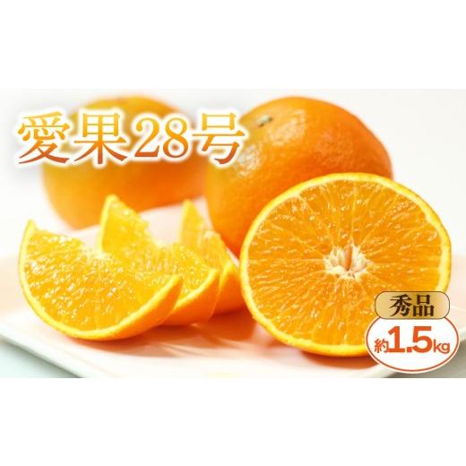 ふるさと納税 みかん・柑橘類 愛媛県 松山市 2025年11月中旬頃から発送予定 愛果28号 &lt;秀品&gt; 約1.5kg (贈答用化粧箱入り) | 紅まどんな と同品種 あい…