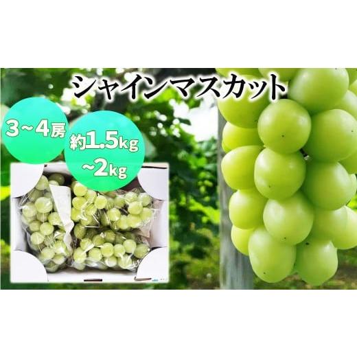 ふるさと納税 ぶどう マスカット 岩手県 花巻市 シャインマスカット 3〜4房(1.5kg ~ 2kg 程度) かんたぶどう 2288