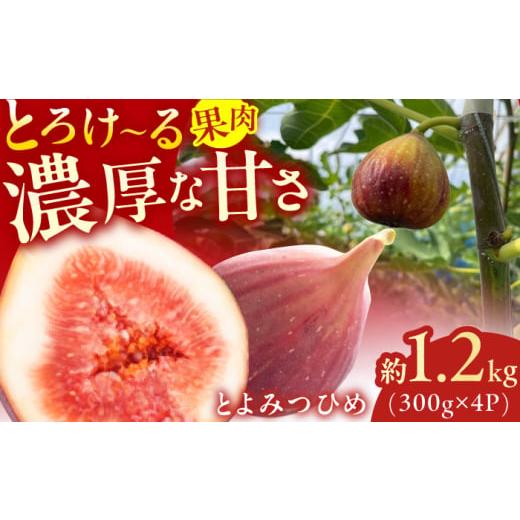 ふるさと納税 いちじく 福岡県 広川町 先行予約 2026年9月上旬より発送 とよみつひめ 約1.2kg(300g×4パック) いちじく 無花果 いちじく イチジク いちじく…