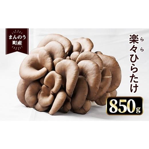 ふるさと納税 野菜類 きのこ 香川県 まんのう町 先行予約 2025年12月上旬以降順次発送予定 楽々ひらたけ(約850g) man348 クズハラ農園