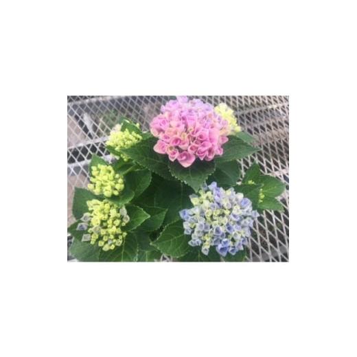 ふるさと納税 花・苗木 三重県 朝日町 あじさい ハイドランジア(マジカルレボリューション)6号鉢(直径18cm)× 1鉢 1487877