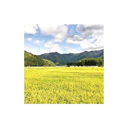 ふるさと納税 米 島根県 吉賀町 令和7年産　吉賀町広石産きぬむすめ　清流高津川のお米　精米10kg_きぬむすめ 米 白米 精米 10kg 高津川 清流 国産 人気 ご飯 &hellip;