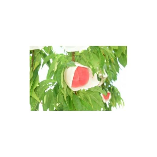 ふるさと納税 もも 青森県 田舎館村 2026年発送 田舎館村産 桃(まどか)2kg 1677675