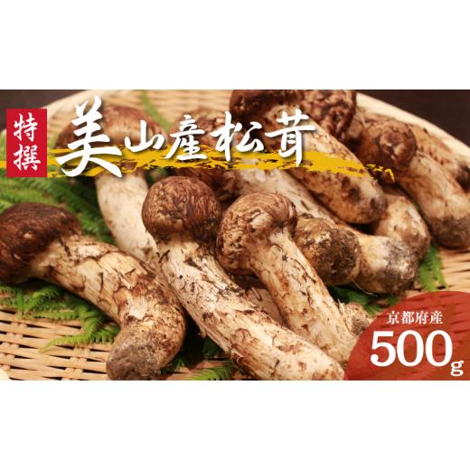ふるさと納税 野菜類 きのこ 京都府 南丹市   数量限定 天然 京都丹波産 松茸 500g まつたけ
