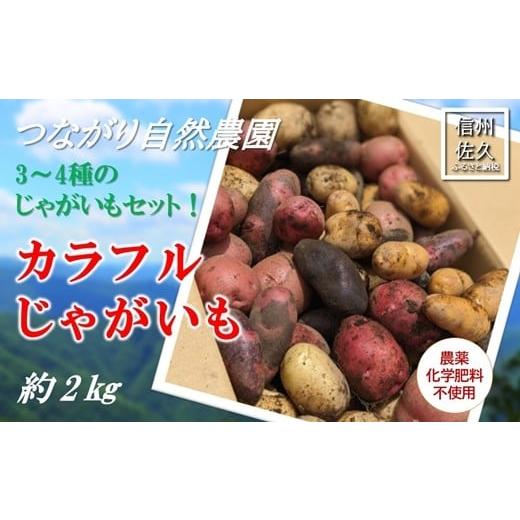 ふるさと納税 野菜類 じゃがいも 長野県 佐久市 長野県佐久市産カラフルじゃがいも約2kg(北海道・沖縄・離島は配送不可) 農薬・化学肥料 不使用 高原野菜…