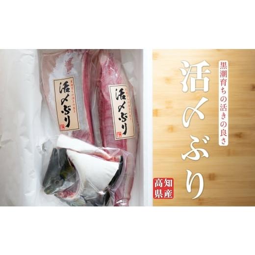 ふるさと納税 旬の鮮魚等 高知県 大月町 高知県産 ぶり 半身 活〆 1kg〜 刺身 冷蔵 | 鰤 ブリ 新鮮 脂のり お刺身 刺し身 さしみ 煮付け ぶりしゃぶ ぶり大根 …