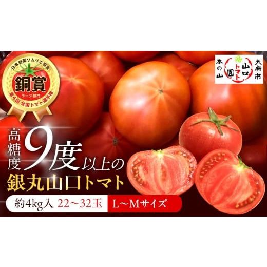 ふるさと納税 野菜類 トマト 愛知県 大府市 先行予約 2026年2月〜5月出荷予定/限定50箱 全国トマト選手権銅賞受賞トマト『銀丸山口トマト』高糖度トマト L~…