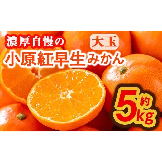 ふるさと納税 果物類 みかん 香川県 まんのう町 先行予約 2025年11月下旬以降順次発送予定 香川県産 小原紅早生みかん(約5kg/大玉) man359 Aglio nero