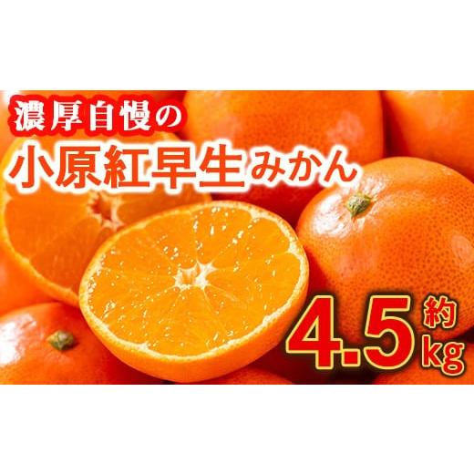 ふるさと納税 果物類 みかん 香川県 まんのう町 先行予約 2025年11月下旬以降順次発送予定 香川県産 小原紅早生みかん(約4.5kg) man358 Aglio nero