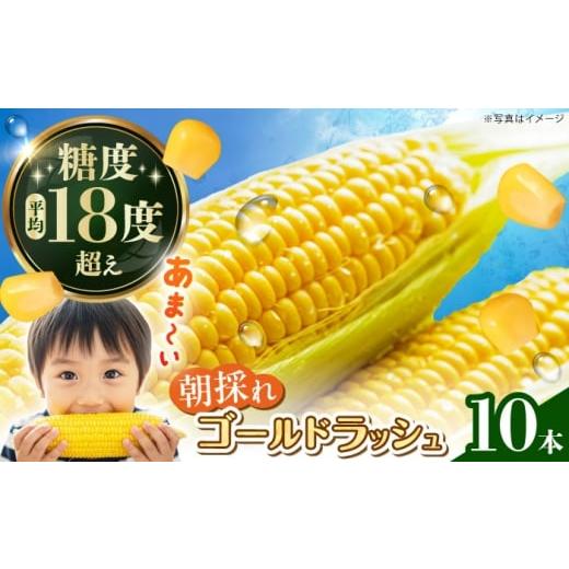 ふるさと納税 とうもろこし 神奈川県 開成町 先行予約 ゴールドラッシュ とうもろこし10本 遠藤ファーム 人気 キャンプ BBQ とうきび 生 野菜 トウモロコシ …