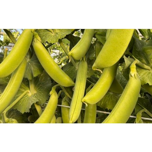 ふるさと納税 野菜類 千葉県 旭市 先行予約 スナップエンドウ 約 1.7kg えんどう 期間限定 数量限定 野菜 やさい 豆 まめ サラダ 送料無料 千葉県 旭市 伊藤S…