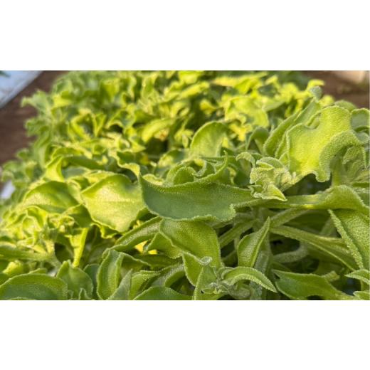ふるさと納税 野菜類 千葉県 旭市 先行予約 アイスプラント 80 g×12 個 期間限定 数量限定 サラダ 野菜 フレンチ やさい 送料無料 千葉県 旭市 伊藤SUN FARM…