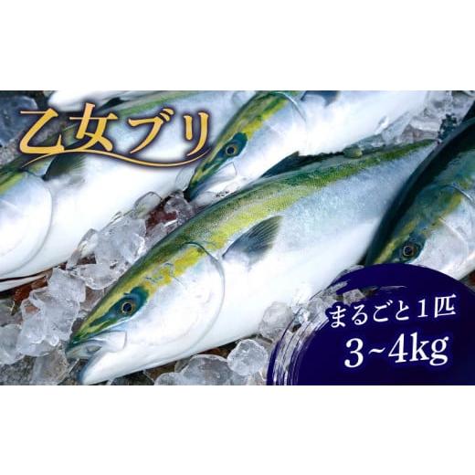 ふるさと納税 旬の鮮魚等 高知県 須崎市 乙女 ブリ まるごと 1本 3 〜 4kg 下処理なし ブランド 鰤 ぶり ブリ 冷蔵 しゃぶ 高知県 須崎市 高知 鰤 年末 正月 K…