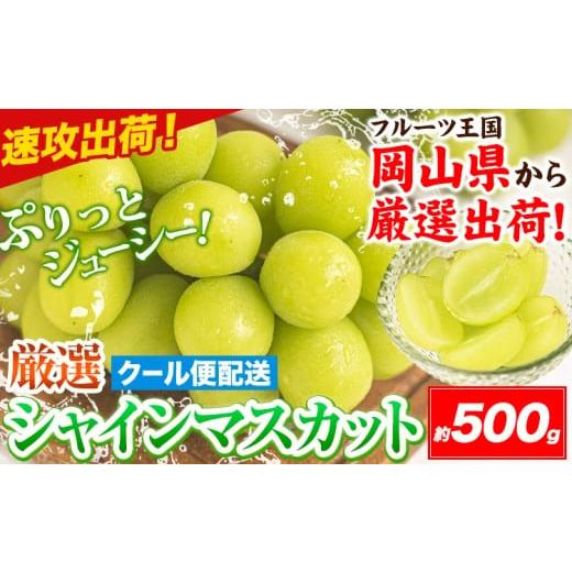 ふるさと納税 ぶどう マスカット 岡山県 笠岡市 すぐ届く スピード速攻出荷 3~7営業日発送 シャインマスカット 岡山 約500g [3~7営業日以内に発送]厳選 旬 …