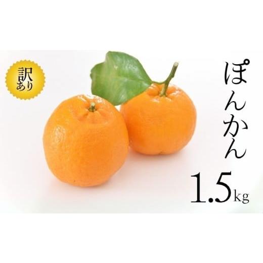 ふるさと納税 みかん・柑橘類 愛媛県 愛南町 訳あり ポンカン ぽんかん 1.5kg 傷 不揃い 柑橘 みかん ミカン ぽんかん フルーツ 果物 おやつ 規格外 常温 愛媛…