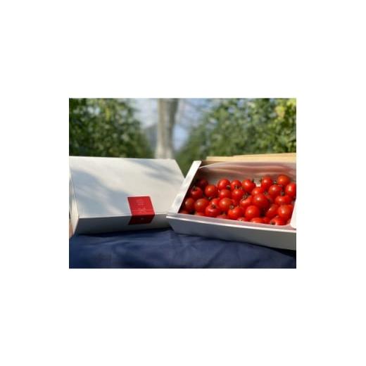 ふるさと納税 トマト ミニトマト 群馬県 桐生市 高糖度ミニトマト1kg 1652024