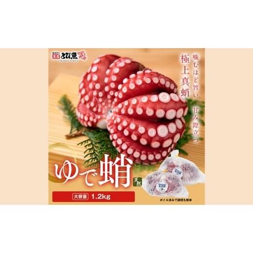ふるさと納税 タコ 福井県 若狭町 茹でまだこ 福井県産 1.2Kg (2〜3杯)タコ ボイル 魚介 魚介類 海鮮 国産 福井県 若狭  