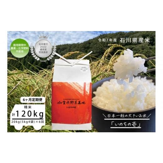 ふるさと納税 米 石川県 金沢市 6ヶ月定期便 お米番付優秀賞受賞農家 日本一粒の大きいお米『いのちの壱』白米20kg×6回