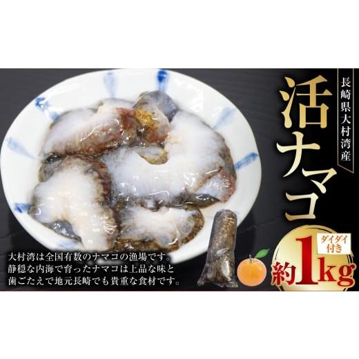 ふるさと納税 魚貝類 長崎県 長崎市 長崎県産 大村湾 活ナマコ 約1kg (ダイダイ付き) 2025年12月上旬〜2026年1月下旬迄発送予定 / なまこ ナマコ 海鼠 海鮮…