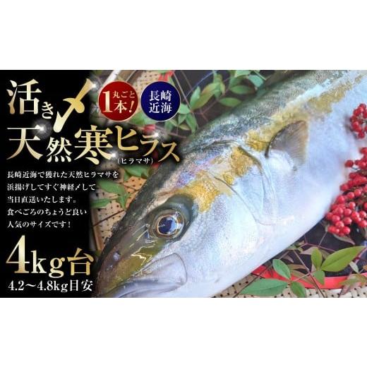 ふるさと納税 旬の鮮魚等 長崎県 長崎市 丸ごと1本 長崎近海 活き〆 天然寒ヒラス (ヒラマサ) 4kg台 (4.2〜4.8kg目安) 2025年9月下旬〜2026年2月下旬迄発…