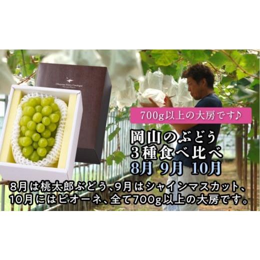 ふるさと納税 果物類 ぶどう 岡山県 岡山市 定期便 岡山のぶどう 3種食べ比べ(8月・9月・10月) 2026年度発送