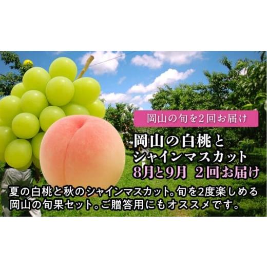 ふるさと納税 もも 岡山県 岡山市 定期便 岡山の白桃とシャインマスカット 2回お届け(8月・9月) 2026年度発送