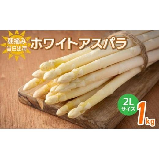 ふるさと納税 野菜類 アスパラガス 福岡県 大木町 数量限定 ホワイトアスパラガス 2L 1kg 朝採り 朝採れ 直送 グリーンアスパラガス アスパラ 2月〜4月お届け …