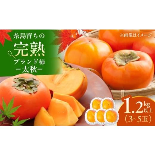 ふるさと納税 果物類 柿 福岡県 糸島市 先行予約 福岡県 糸島市産 完熟 柿 「 太秋 」 1.2kg以上 3-5玉 2025年10月中旬以降順次発送 糸島市 / 谷川農園 かき…