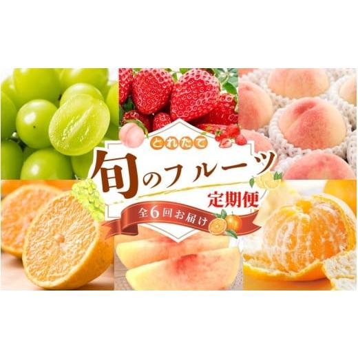 ふるさと納税 果物の詰合せ 和歌山県 紀美野町 フルーツ定期便・全6回 品質に自信あり くしがきの里から直送 厳選した果物を最高のタイミングでお届け / 定…