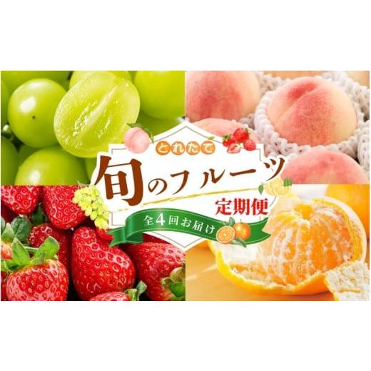 ふるさと納税 果物の詰合せ 和歌山県 紀美野町 フルーツ定期便・全4回 品質に自信あり くしがきの里から直送 桃・シャインマスカット・はれひめ・まりひめを…