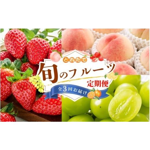ふるさと納税 果物の詰合せ 和歌山県 紀美野町 フルーツ定期便・全3回 品質に自信あり くしがきの里から直送 桃・シャインマスカット・まりひめを季節ごとに…